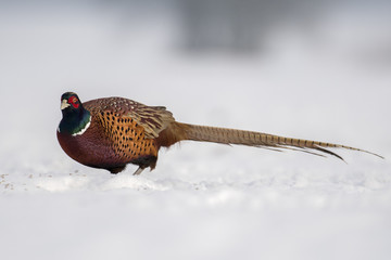 Ringneck Pheasant (Phasianus colchicus)