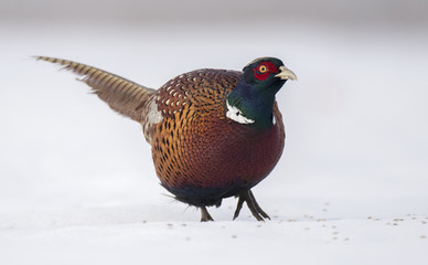 Ringneck Pheasant (Phasianus colchicus)