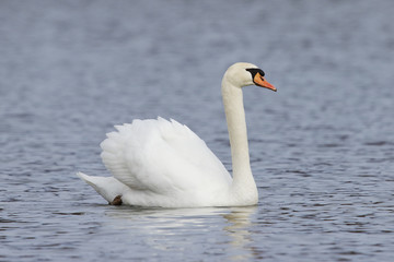 Fototapeta premium Mute Swan swimming with wings extended