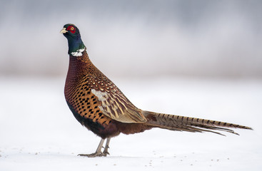 Ringneck Pheasant (Phasianus colchicus)