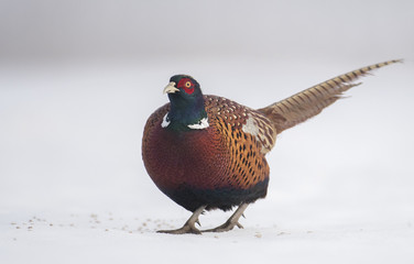 Ringneck Pheasant (Phasianus colchicus)