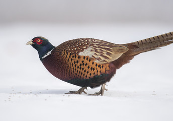 Ringneck Pheasant (Phasianus colchicus)