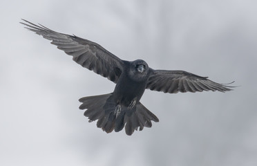 Common Raven (Corvus corax)