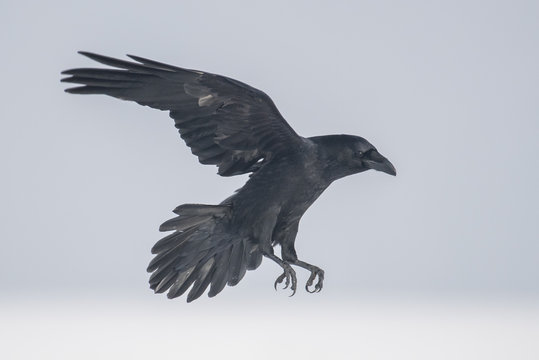 Common Raven (Corvus corax)