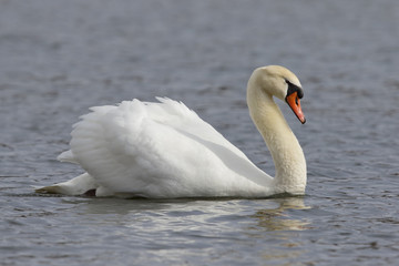 Fototapeta premium Mute Swan swimming with wings extended