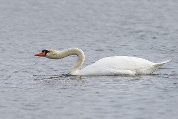 Mute Swan extending its neck to show aggression