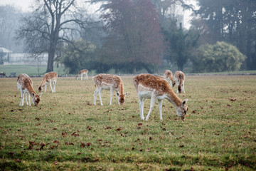 deer,
stag,
wildlife,
red,
hunting,
forest,
nature,
autumn