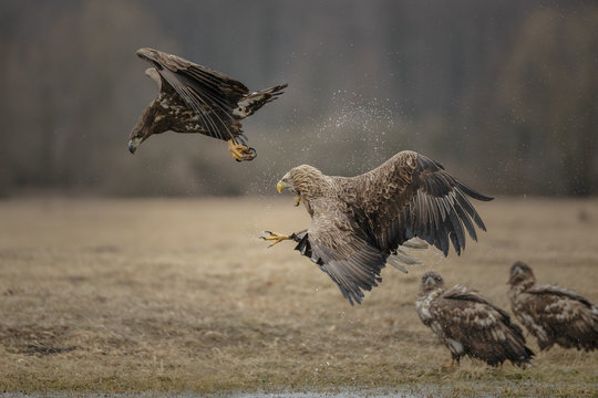 White-tailed eagle chasing a rival