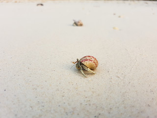 The journey of Hermit Crab on the beach.