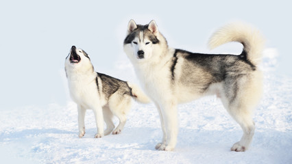 Two fluffy Siberian husks in the snow