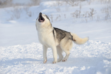 Fototapeta na wymiar Siberian Husky howls