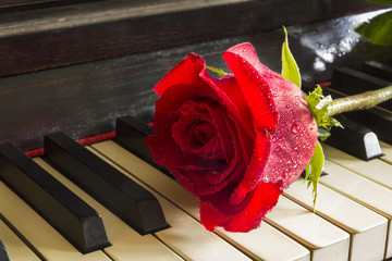 Red rose on the top of grand piano keys. close up
