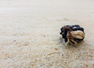The journey of Hermit Crab on the beach.