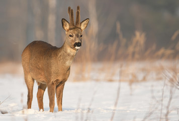 Roe deer