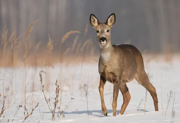 Foto op Canvas Roe deer © Piotr Krzeslak
