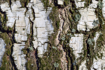 The texture of the birch bark with moss is close-up.
