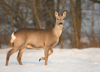 Roe deer