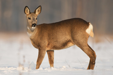 Roe deer