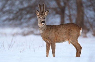 Obraz premium Roe deer