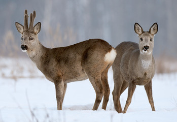 Roe deers
