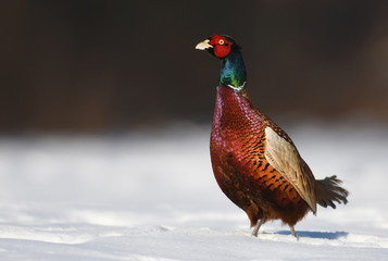 Ringneck pheasant