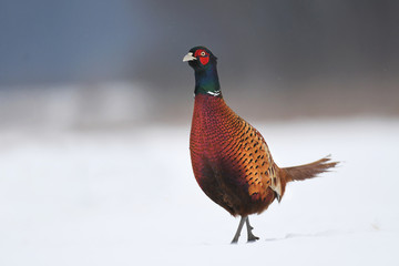 Ringneck Pheasant (Phasianus colchicus)