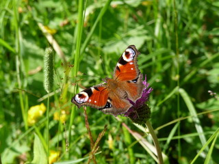 Obraz premium The European Peacock butterfly