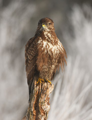Common buzzard