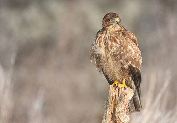 Common buzzard