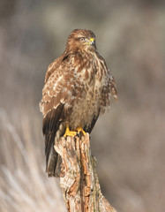 Common buzzard
