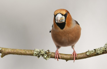 Hawfinch