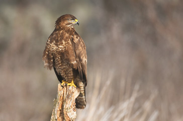 Common buzzard