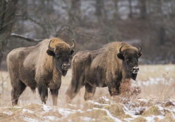 European bison (Bison bonaus)