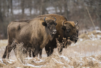 European bison (Bison bonaus) © Piotr Krzeslak