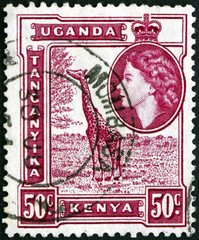 Postage stamp K., U. and T. 1954 Giraffe, Giraffa Camelopardalis