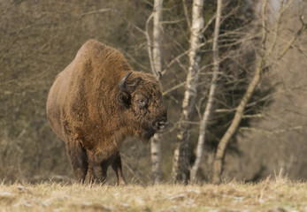 Fototapeta premium European bison (Bison bonasus)