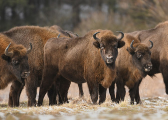 European bison (Bison bonaus)