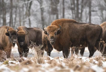 Fototapeten Europäischer Bison (Bison Bonasus) © Piotr Krzeslak