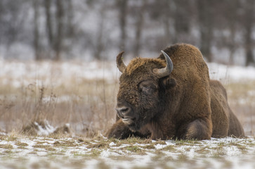 Fototapeta premium European bison (Bison bonaus)