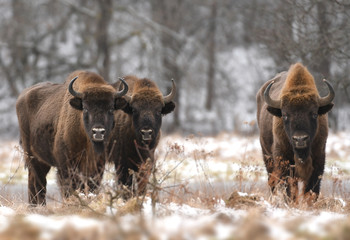 European bisons (Bison bonasus) © Piotr Krzeslak