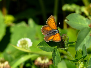 Fototapeta na wymiar Purple-edged copper butterfly