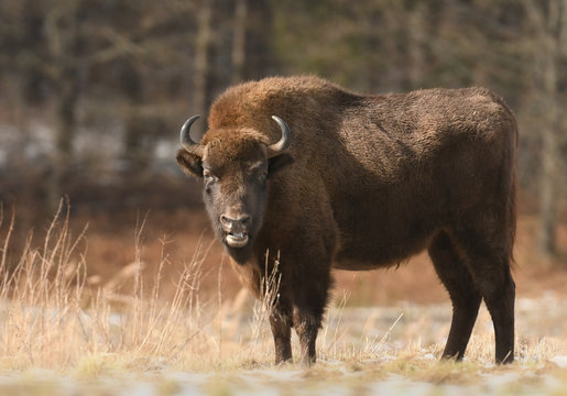 European bison (Bison bonasus)