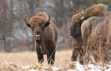 Fototapeta premium European bisons (Bison bonasus)
