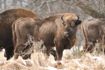 European bisons (Bison bonasus)