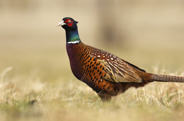 Ringneck Pheasant (Phasianus colchicus)