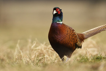 Ringneck Pheasant (Phasianus colchicus)