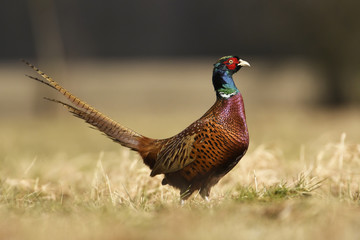 Ringneck Pheasant (Phasianus colchicus)