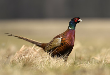Ringneck Pheasant (Phasianus colchicus)