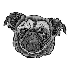 Pug puppy on white background. Doggy portrait. Vector illustration.
