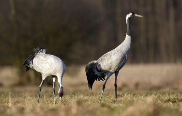 Common crane (Grus grus)